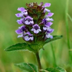 Prunella Vulgaris | 9cm Pot
