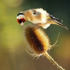 Dipsacus Fullonum | 9cm Pot