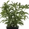 Stevia Rebaudiana | 9cm Pot 1 Stevia Rebaudiana | 9cm Pot -Plants outlet store RH30004153 9bc9