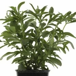 Stevia Rebaudiana | 9cm Pot