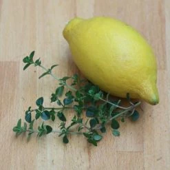Thymus Culinary Lemon | 9cm Pot
