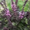 Ocimum African Blue | 9cm Pot -Plants outlet store RH30004162 3a45