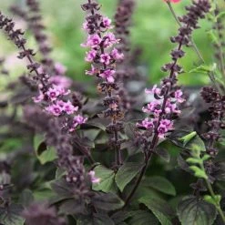 Ocimum African Blue | 9cm Pot
