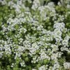 Thymus Serpyllum Snowdrift | 9cm Pot -Plants outlet store RH30004163 ce18