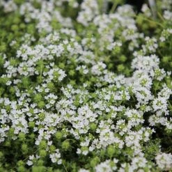 Thymus Serpyllum Snowdrift | 9cm Pot