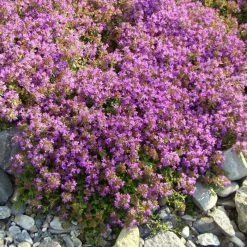 Thymus Bressingham | 9cm Pot