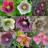 Helleborus × Hybridus | 9cm Pot 1 Helleborus × Hybridus | 9cm Pot -Plants outlet store RH30004171 6540