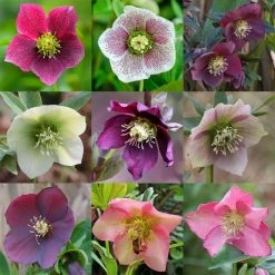 Helleborus × Hybridus | 9cm Pot
