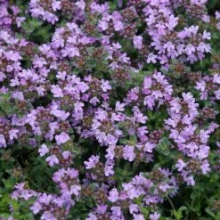 Thymus Pseudolanuginosus | 9cm Pot