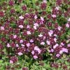 Thymus Coccineus Group | 9cm Pot 2 Thymus Coccineus Group | 9cm Pot -Plants outlet store RH30004174 b9f6