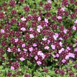 Thymus Coccineus Group | 9cm Pot