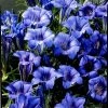 Gentiana Sino-ornata | 9cm Pot 2 Gentiana Sino-ornata | 9cm Pot -Plants outlet store RH30004197 7cd5