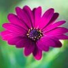 Osteospermum Tresco Purple | 9cm Pot -Plants outlet store RH30004300 bf26