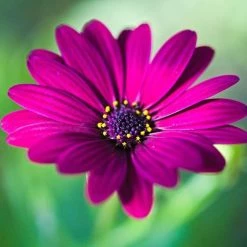 Osteospermum Tresco Purple | 9cm Pot
