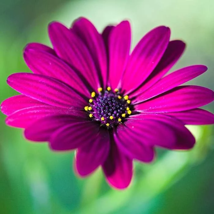 Osteospermum Tresco Purple | 9cm Pot 3 Osteospermum Tresco Purple | 9cm Pot