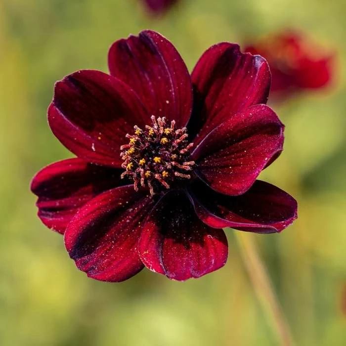 Cosmos Atrosanguineus Eclipse ('Hamcoec') (PBR) | 9cm Pot 3 Cosmos Atrosanguineus Eclipse ('Hamcoec') (PBR) | 9cm Pot