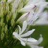 Agapanthus Strawberry Ice | 9cm Pot -Plants outlet store RH30004403 7ed4