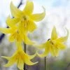Erythronium Pagoda - Potted Bulbs | 9cm Pot (1 Per Pot) -Plants outlet store RH30004500 1961