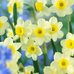 Narcissus Minnow - Potted Bulbs | 9cm Pot (3 Per Pot)