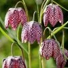 Fritillaria Meleagris - Potted Bulbs | 9cm Pot (3 Per Pot) -Plants outlet store RH30004504 d1bd