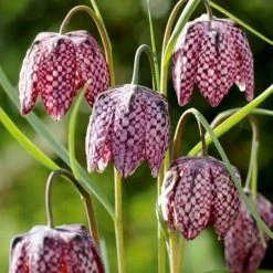 Fritillaria Meleagris - Potted Bulbs | 9cm Pot (3 Per Pot)