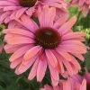 Echinacea SunSeekers Rainbow ('IFECSSRA') (PBR) (SunSeekers Series) | 9cm Pot 1 Echinacea SunSeekers Rainbow ('IFECSSRA') (PBR) (SunSeekers Series) | 9cm Pot -Plants outlet store RH30004541 4b7a
