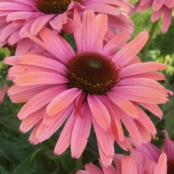 Echinacea SunSeekers Rainbow ('IFECSSRA') (PBR) (SunSeekers Series) | 9cm Pot 3 Echinacea SunSeekers Rainbow ('IFECSSRA') (PBR) (SunSeekers Series) | 9cm Pot