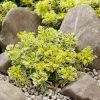 Sedum Takesimense Atlantis ('Nonsitnal') (PBR) | 9cm Pot -Plants outlet store RH30004569 51fb