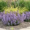Nepeta Faassenii Cat's Pajamas | 9cm Pot -Plants outlet store RH30004628 71a7