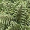 Athyrium Niponicum Var. Pictum Red Beauty | 9cm Pot -Plants outlet store RH30004729 8d71