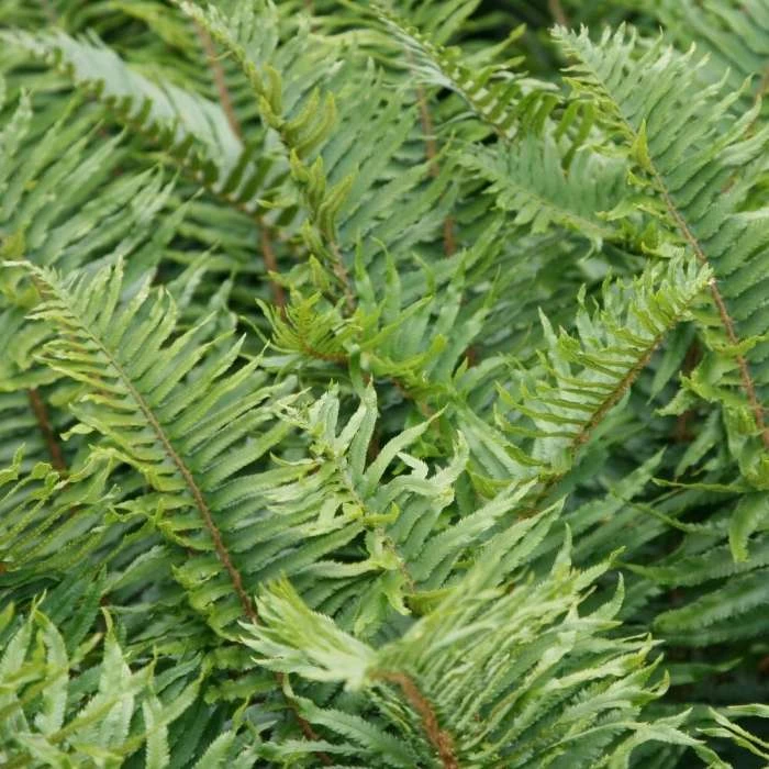 Polystichum Munitum | 9cm Pot 3 Polystichum Munitum | 9cm Pot