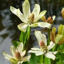 Anemopsis Californica | 9cm Pot