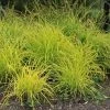Carex Elata Aurea | 9cm Pot -Plants outlet store RH30004759 2893