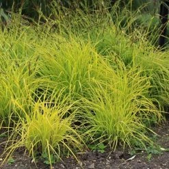 Carex Elata Aurea | 9cm Pot