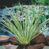 Acorus Gramineus Ogon | 9cm Pot -Plants outlet store RH30004765 c418