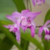 Bletilla Striata | 9cm Pot 1 Bletilla Striata | 9cm Pot -Plants outlet store RH30004771 f5bd