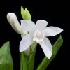 Bletilla Striata F. Gebina | 9cm Pot -Plants outlet store RH30004772 0034