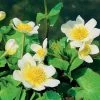 Caltha Palustris Var. Alba | 9cm Pot -Plants outlet store RH30004775 1975