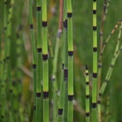 Equisetum Ramosissimum Var. Japonicum | 9cm Pot