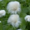Eriophorum Angustifolium | 9cm Pot -Plants outlet store RH30004778 de37