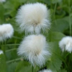 Eriophorum Angustifolium | 9cm Pot
