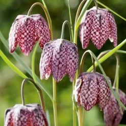 Fritillaria Meleagris | 9cm Pot
