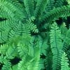 Adiantum Aleuticum Imbricatum | 9cm Pot -Plants outlet store RH30004799 292b