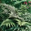 Athyrium Niponicum Var. Pictum Silver Falls | 9cm Pot -Plants outlet store RH30004800 c26d