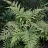 Athyrium Otophorum Var. Okanum | 9cm Pot -Plants outlet store RH30004801 4a44