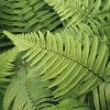 Dryopteris Cycadina | 9cm Pot 1 Dryopteris Cycadina | 9cm Pot -Plants outlet store RH30004804 90ca