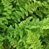 Dryopteris Filix-mas Barnesii | 9cm Pot -Plants outlet store RH30004805 dcf2