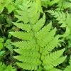 Polystichum Rigens | 9cm Pot 2 Polystichum Rigens | 9cm Pot -Plants outlet store RH30004806 91d6