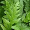 Woodwardia Fimbriata | 9cm Pot 1 Woodwardia Fimbriata | 9cm Pot -Plants outlet store RH30004807 1dc9