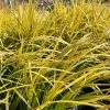 Acorus Gramineus Golden Delight | 9cm Pot -Plants outlet store RH30004808 3f6d